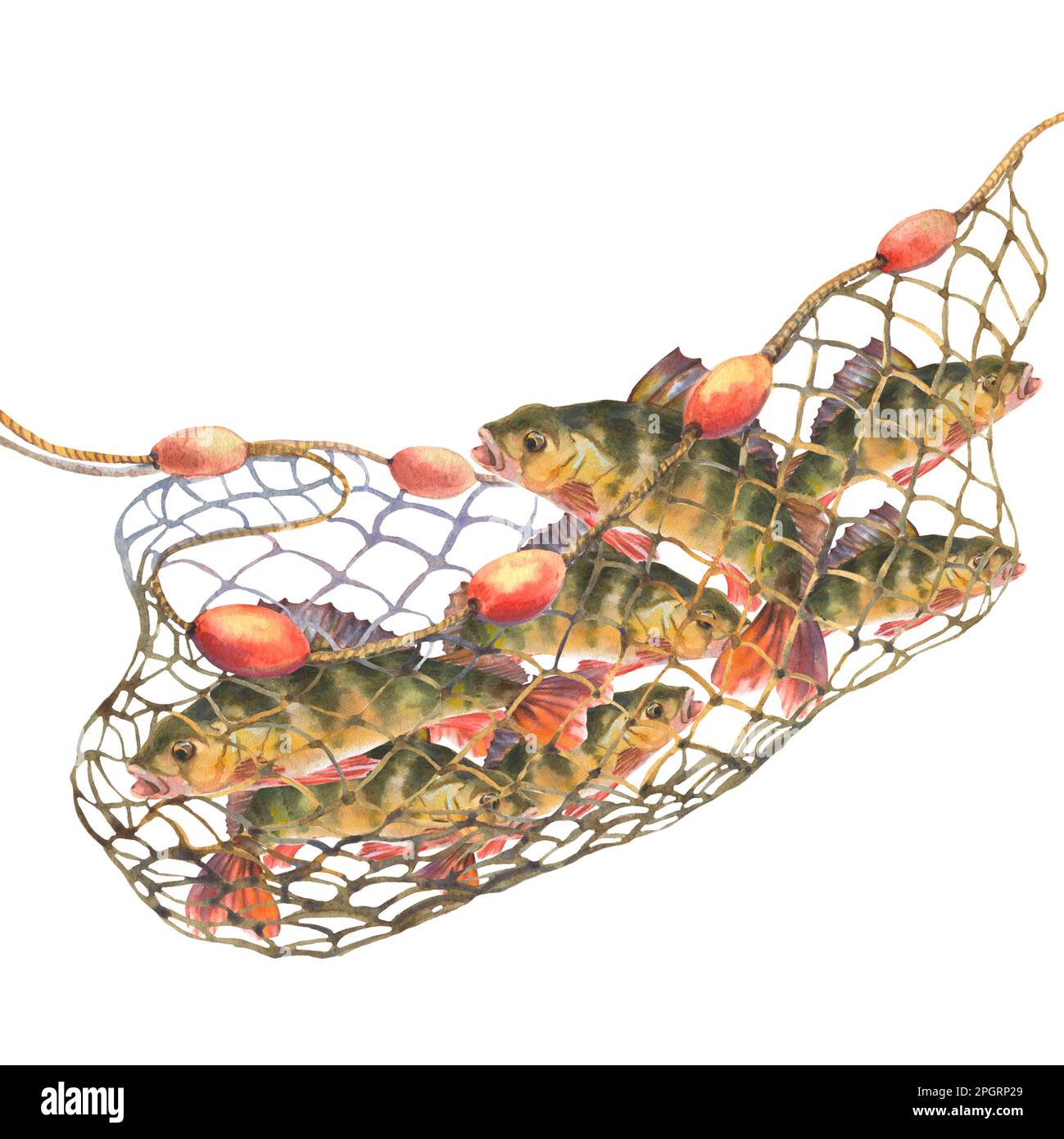 Aquarell-Darstellung, Fisch gefangen in einem Fischernetz. Perche, die sich in einem Fischernetz verfangen haben, isoliert auf weißem Hintergrund. Schneide das Clip Art-Element für die Beschreibung aus Stockfoto