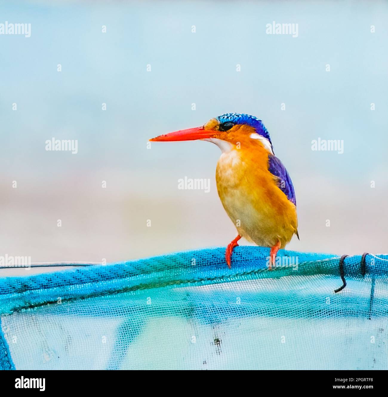 Malachite Kingfisher im Ruhezustand Stockfoto
