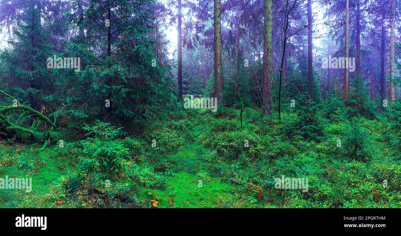 Nebliger immergrüner Wald am Morgen Stockfoto