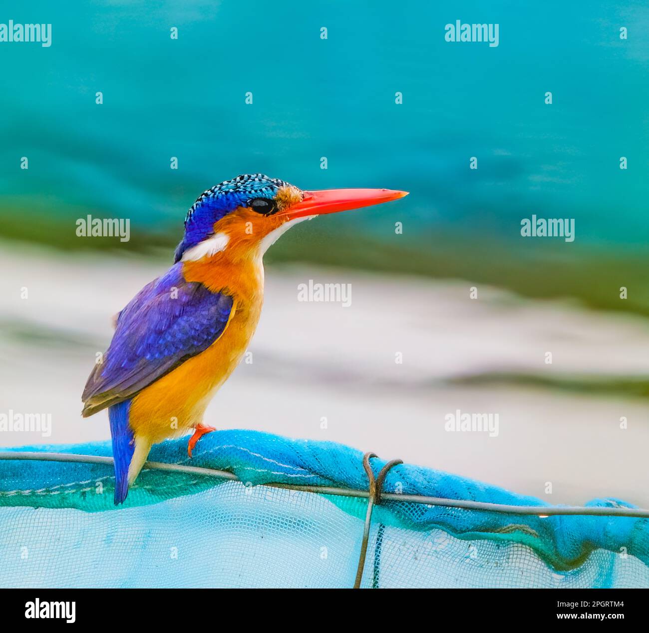Malachite Kingfisher im Ruhezustand Stockfoto
