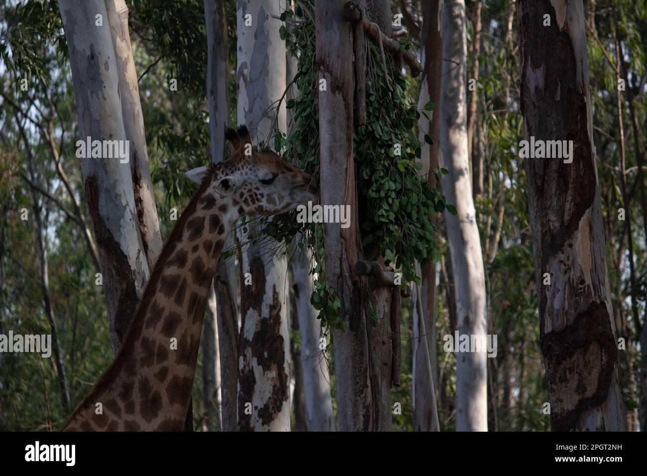 Giraffe im Bannerghatta-Nationalpark Bangalore im Zoo. Forest Wildlife Sanctuaries in Karnataka India Stockfoto