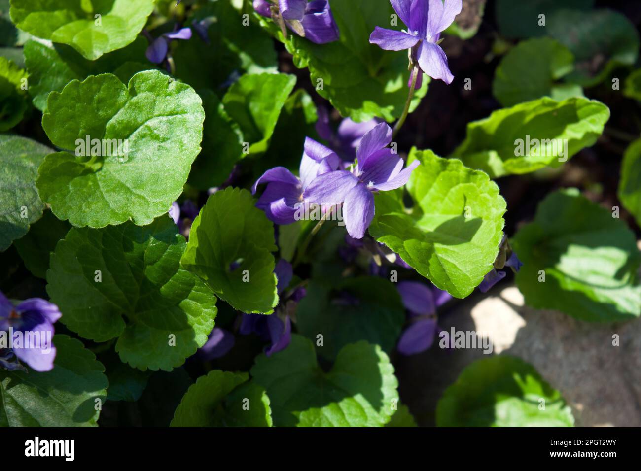 Viola odorata, ein kleines hartes, mehrjähriges Kraut, auch bekannt als Holzviolett, süß, englisch, gewöhnliches Violett, Blumenviolett oder Gartenviolett. Stockfoto