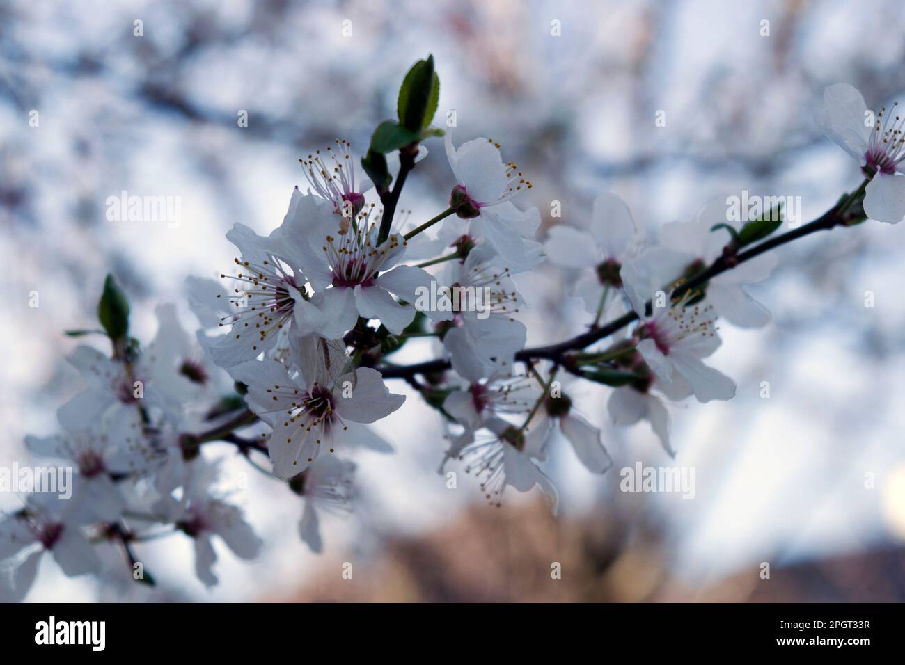 Prunus cerasifera Blüte, Kirschpflaume, Myrobalan Pflaume ist einer der ersten Bäume, die im Frühling blühen. Die Blumen sind weiß oder blassrosa. Stockfoto