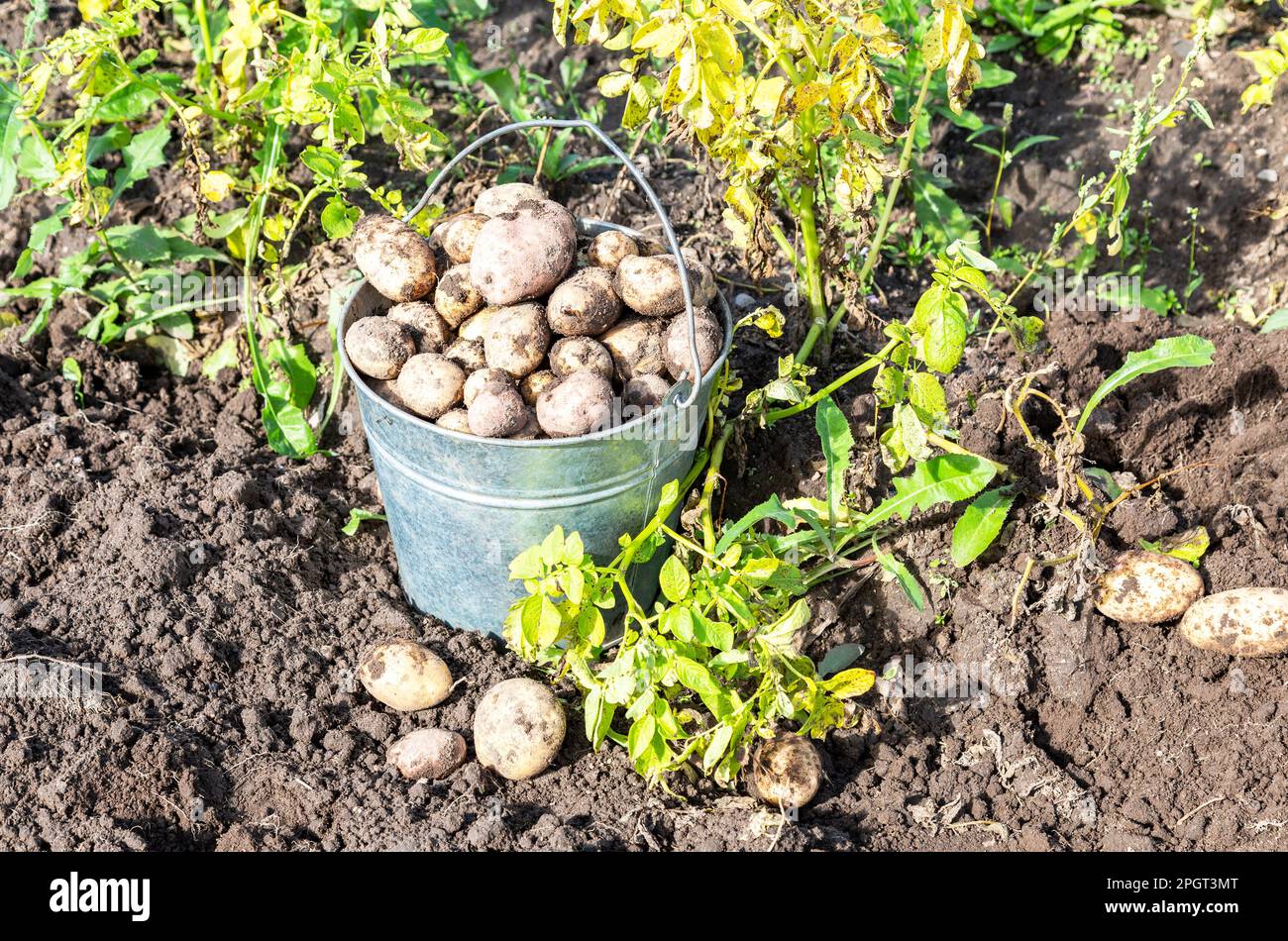 Ernte von Bio-Kartoffeln im Gemüsegarten an sonnigen Tagen. Kartoffelernte auf der Plantage Stockfoto