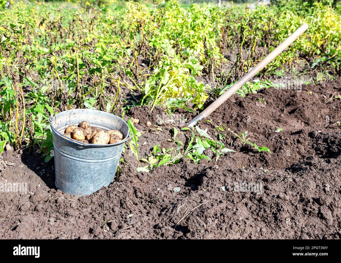 Ernte von Bio-Kartoffeln im Gemüsegarten an sonnigen Tagen. Kartoffelernte auf der Plantage Stockfoto