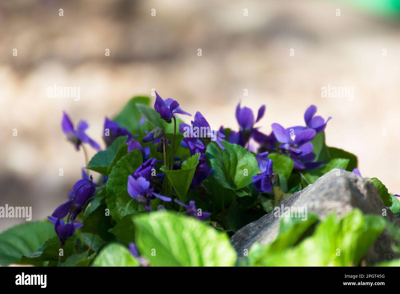 Viola odorata, ein kleines hartes, mehrjähriges Kraut, auch bekannt als Holzviolett, süß, englisch, gewöhnliches Violett, Blumenviolett oder Gartenviolett. Stockfoto