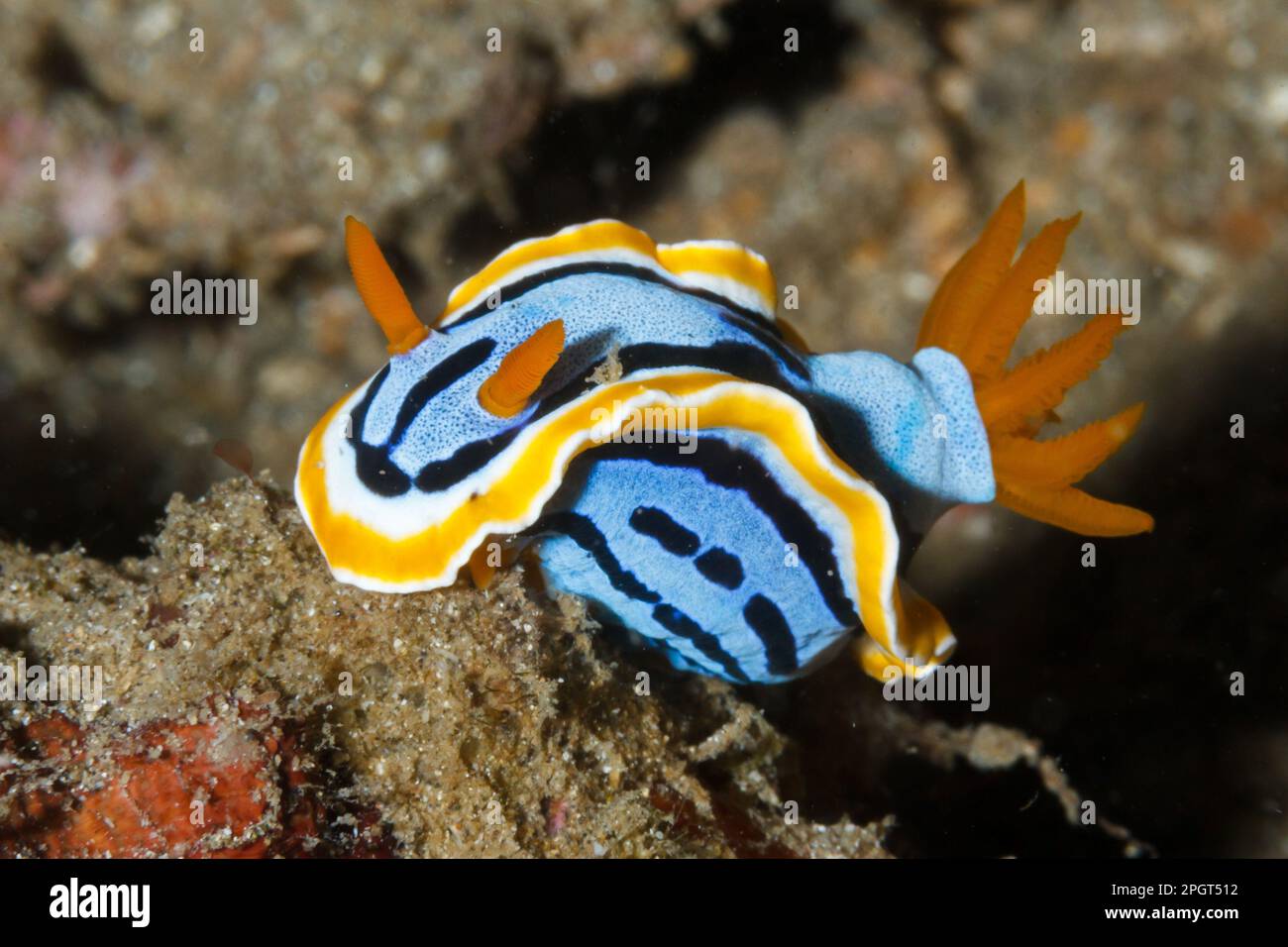 Chromodoris annae Nudibranch. Lempriv Strait, North Sulawesi, Indonesien Stockfoto