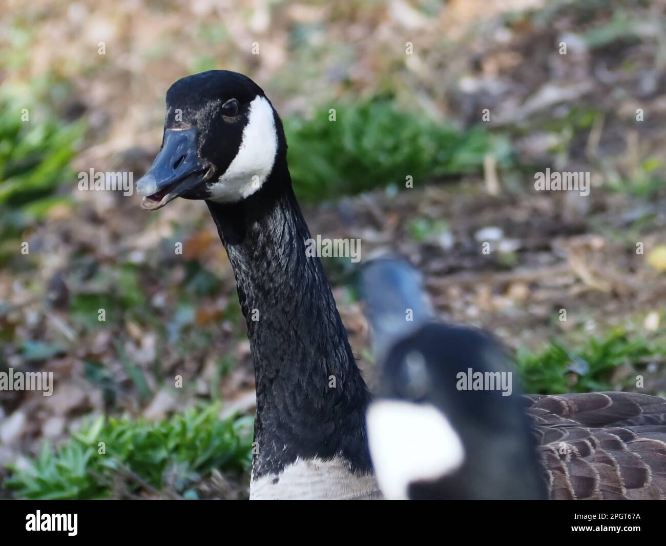 Gänse aus Kanada auf einer Wiese Stockfoto Gänse aus Kanada auf einer Wiese Stockfoto