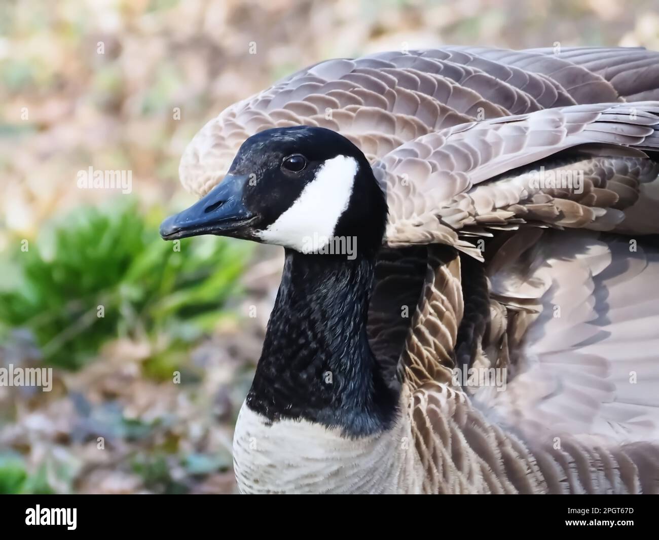 Gänse aus Kanada auf einer Wiese Stockfoto