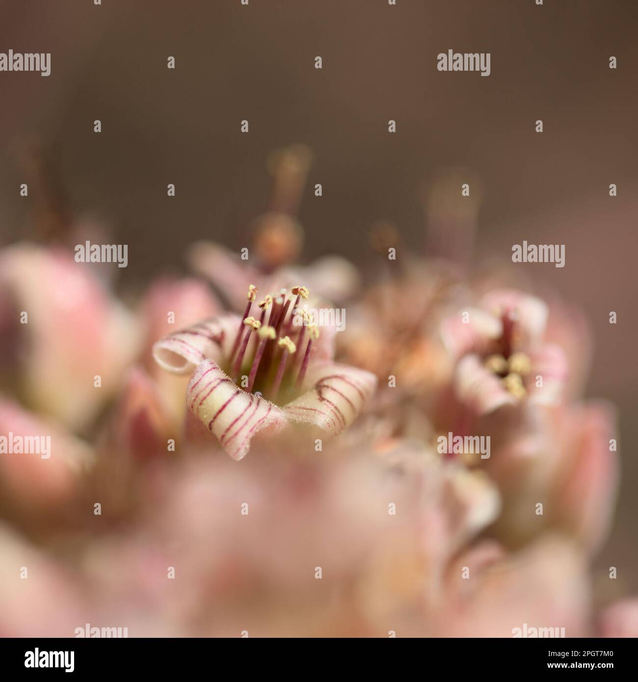 Elefantenohr kalanchoe -Fotos und -Bildmaterial in hoher Auflsung  Alamy