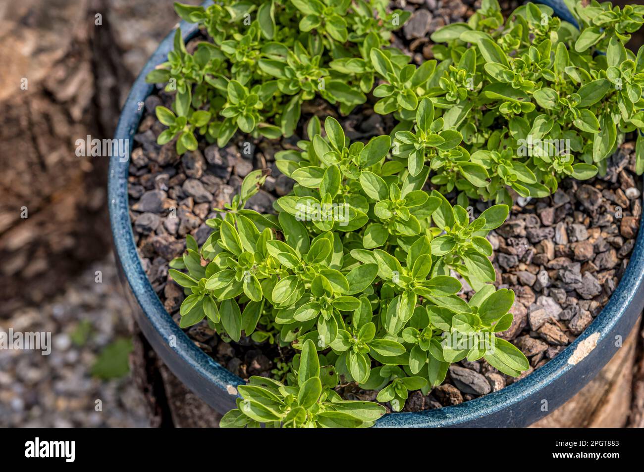 Nahaufnahme einer Compactum-Oregano-Pflanze in einem Topf (Oreganum Vulgare) Stockfoto