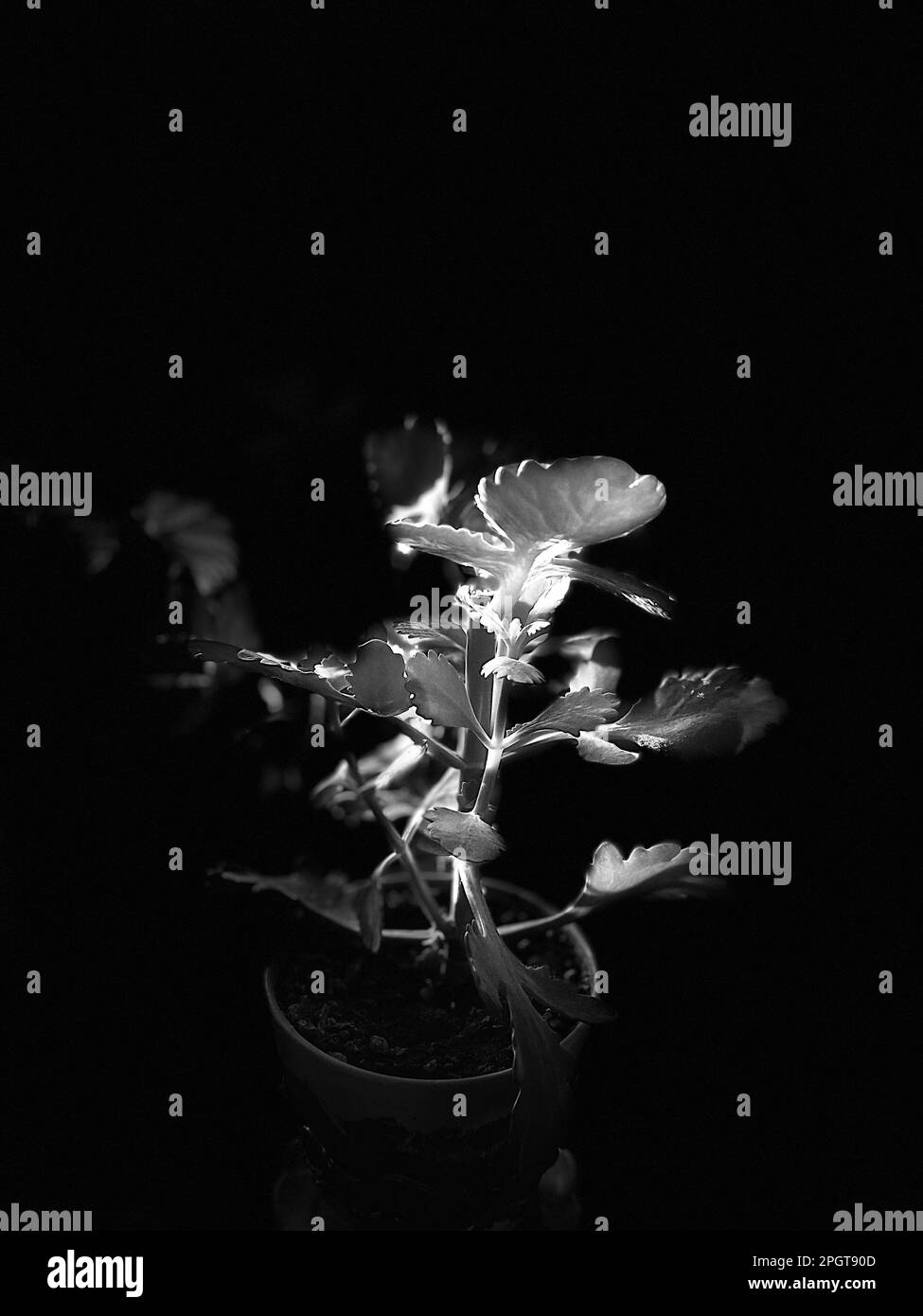 Ein atemberaubendes Schwarzweißbild einer leuchtend grünen Topfpflanze, beleuchtet durch einen Lichtstrahl in einem dunklen Raum Stockfoto
