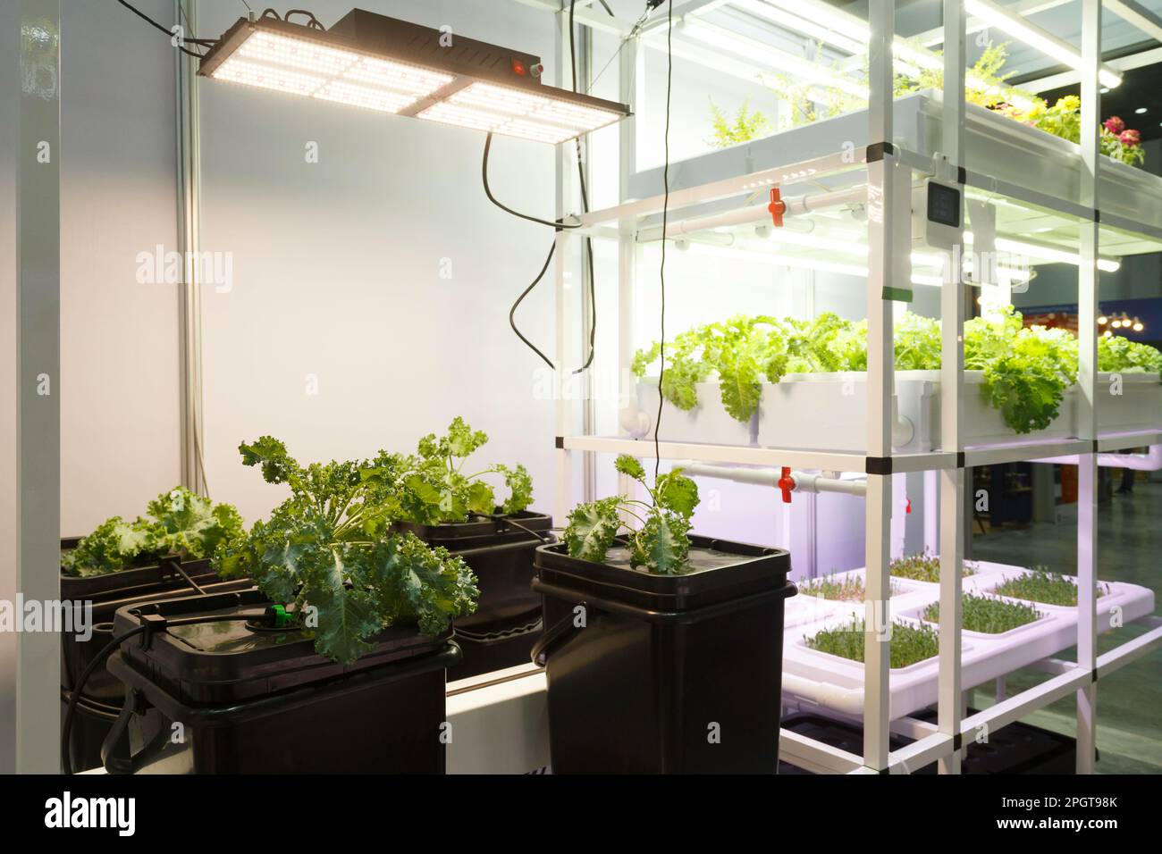 Gartenbauversuch. Saatpflanzenwachstum im Labor. Künftige Nahrungsmittel- und Landwirtschaftstechnologien. Zukunftsorientierte Technologie für die Landwirtschaft, die Lebensmittel und Gesundheit produziert Stockfoto