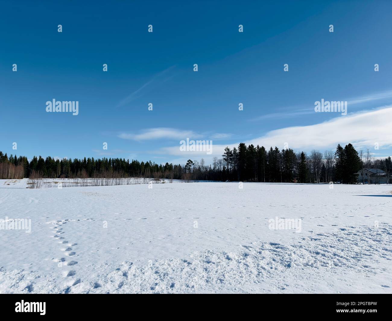 Riesiges, schneebedecktes Feld mit einer dunklen Waldlinie unter einem hellblauen Himmel Stockfoto