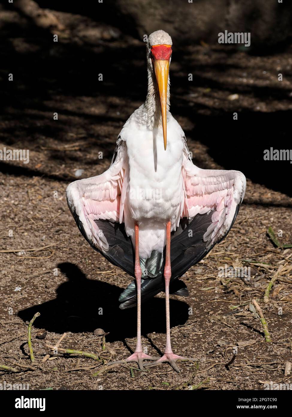 Gelbschnabelstorch (Mycteria ibis), der Flügel ausbreitet und von vorne gesehen wird Stockfoto