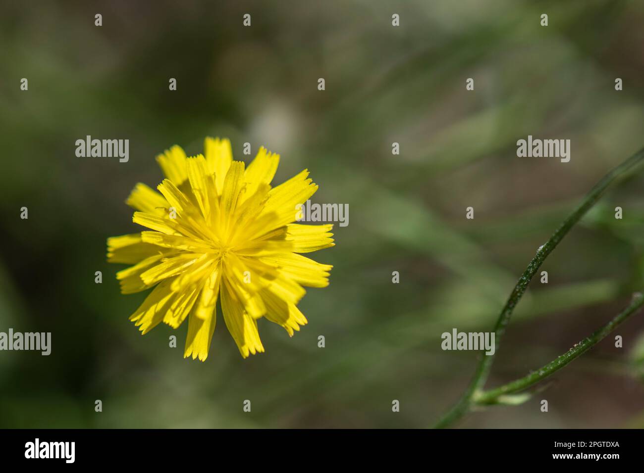 Crepis capillaris, glatte, hawksbeard Blume, oft als Unkraut bezeichnet, wächst neben dem Rasen. Stockfoto