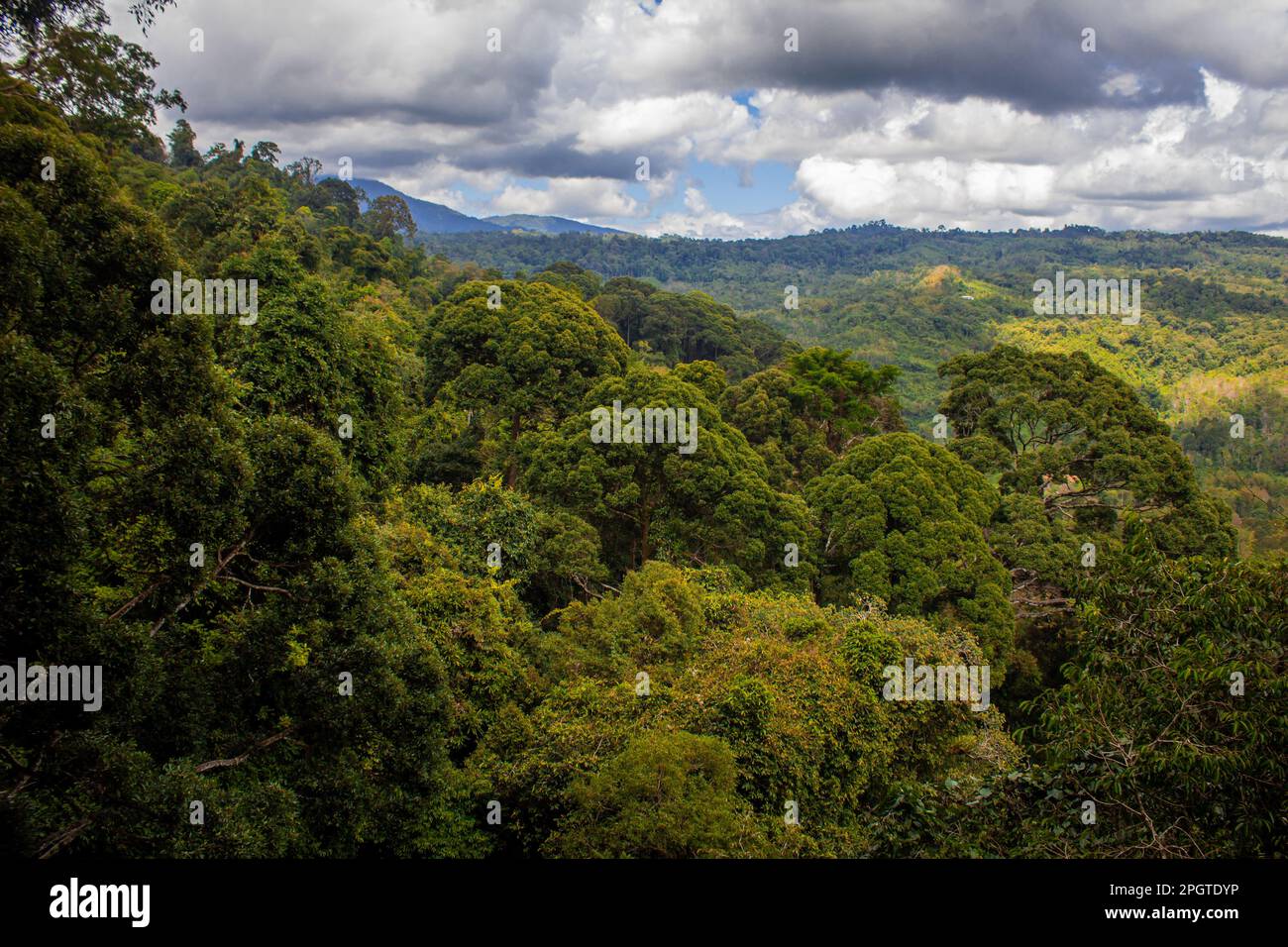 Blick auf den Regenwald rund um Poring, Kinabalu National Park, Sabah, Malaysia Stockfoto
