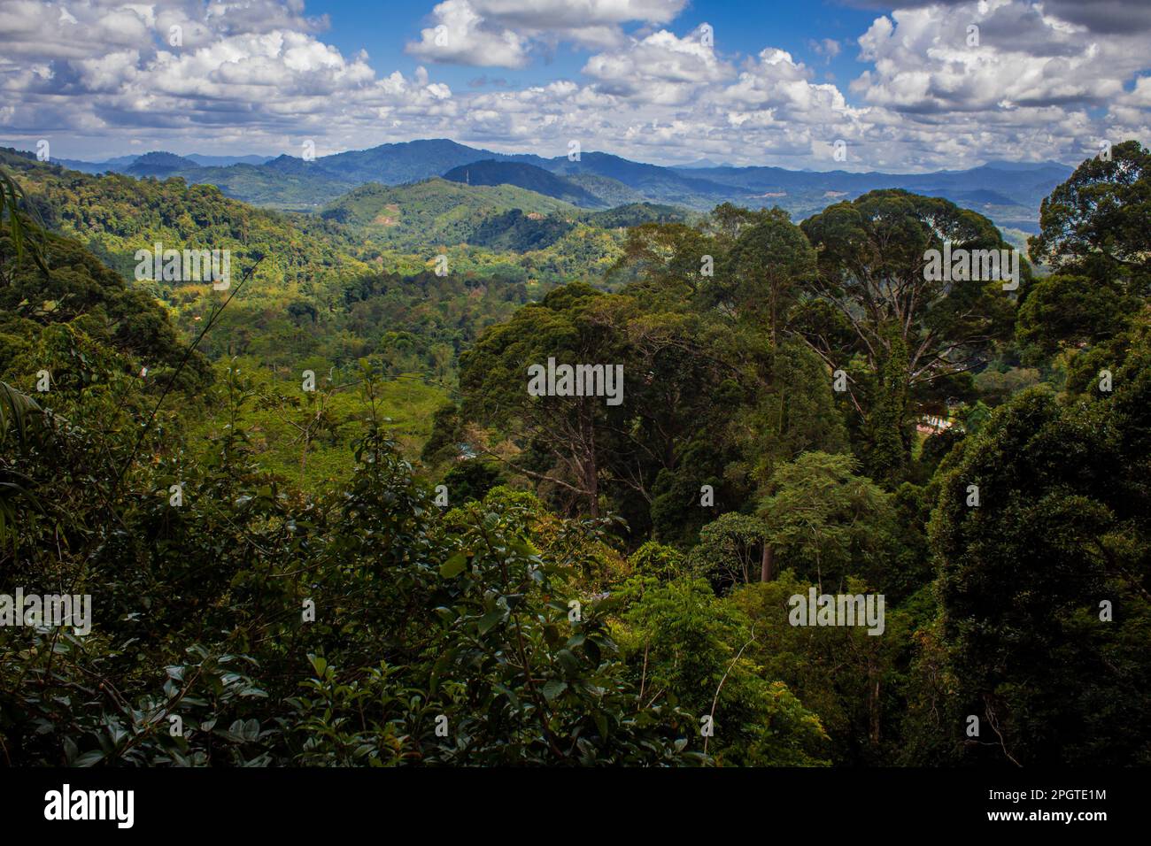 Blick auf den Regenwald rund um Poring, Kinabalu National Park, Sabah, Malaysia Stockfoto