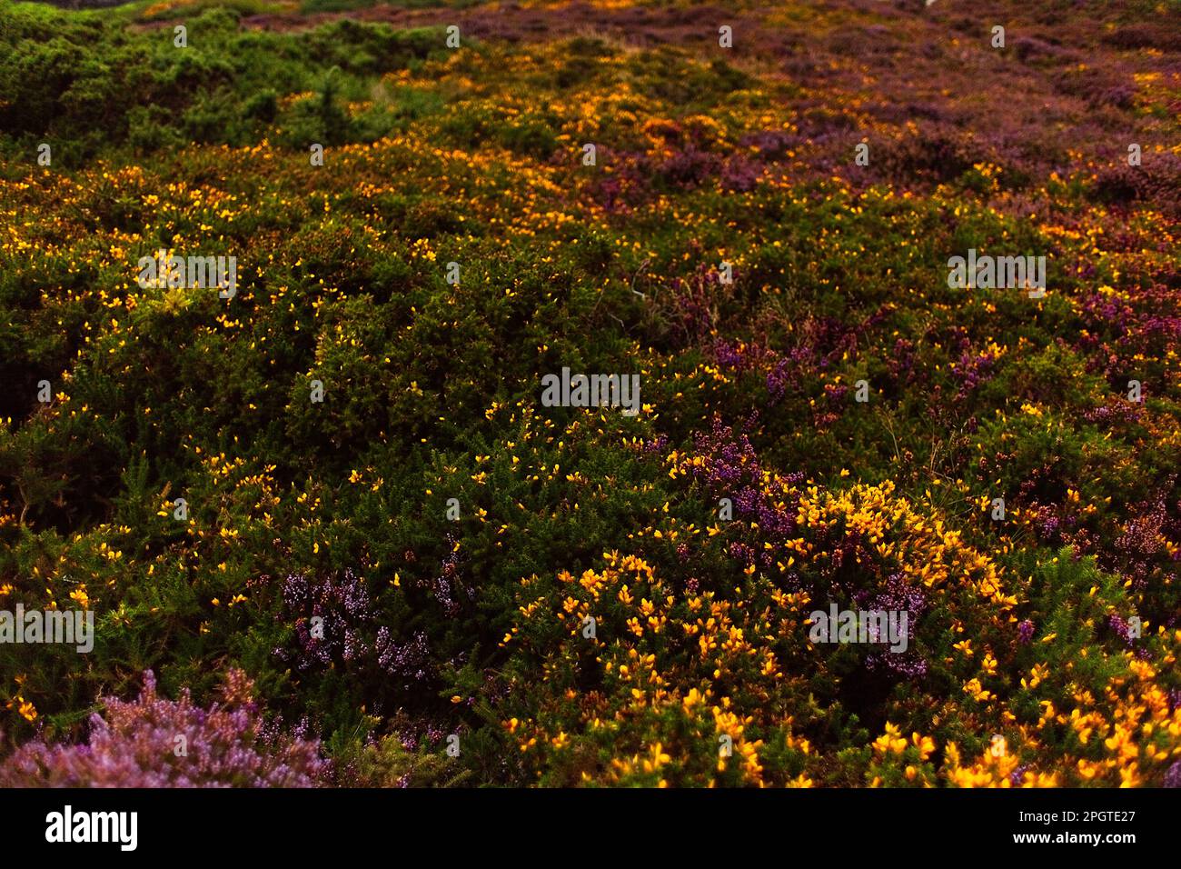 Wolkiger Tag in Howth, Dublin, Irland. Klippenwanderung. Stockfoto