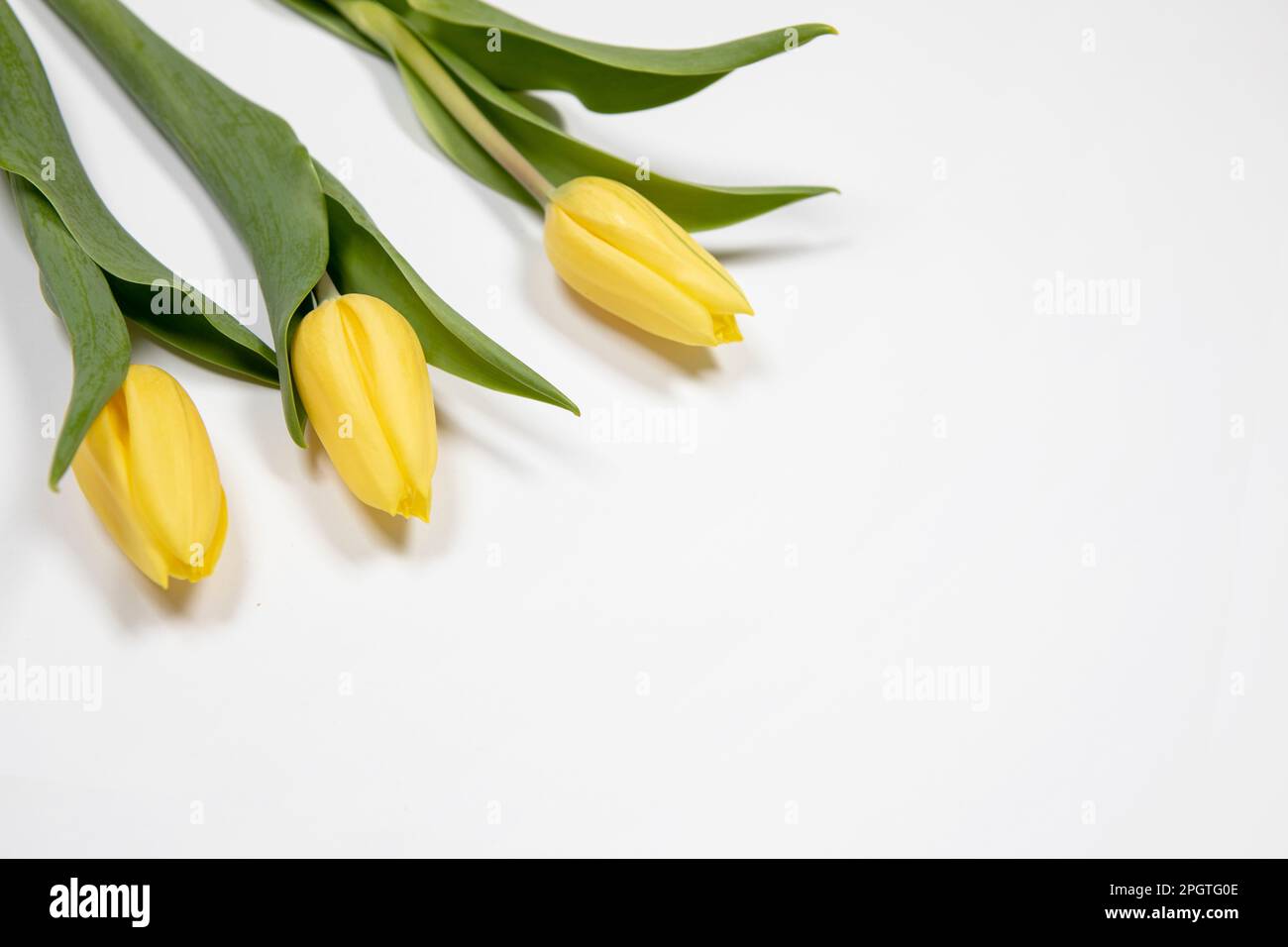 Gelbe Tulpenblüten liegen flach auf weißem Hintergrund mit Kopierbereich. Ostern, Hintergrund der Feierlichkeiten zum Muttertag. Stockfoto