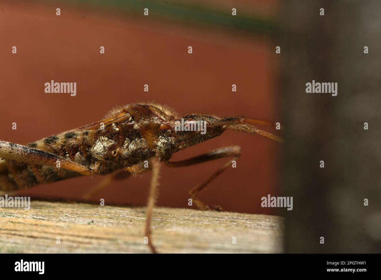 Westliche Nadelgehölze (Leptoglossus occidentalis) auf einem hölzernen Untergrund, Makrofoto, Insektenfotografie, draußen, Natur, Wildtiere, Artenvielfalt Stockfoto