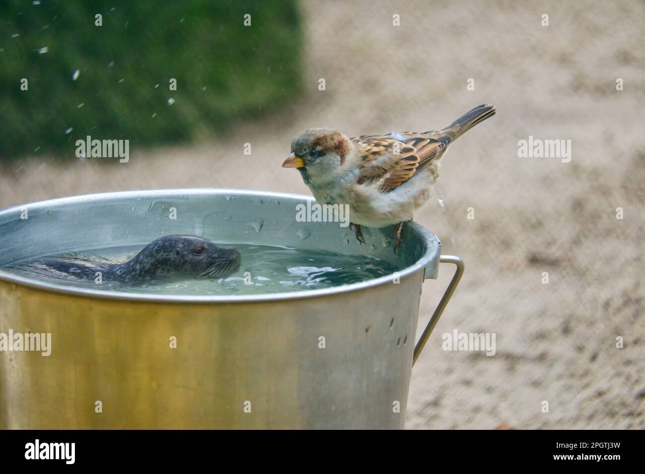 Mit einem Eimer, auf dem ein Sperling und eine Schwimmrobbe sitzen. Komische Komposition Stockfoto