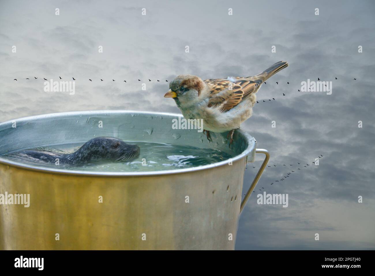 Mit einem Eimer, auf dem ein Sperling und eine Schwimmrobbe sitzen. In den Hintergrundekränen am Himmel. Komische Komposition Stockfoto
