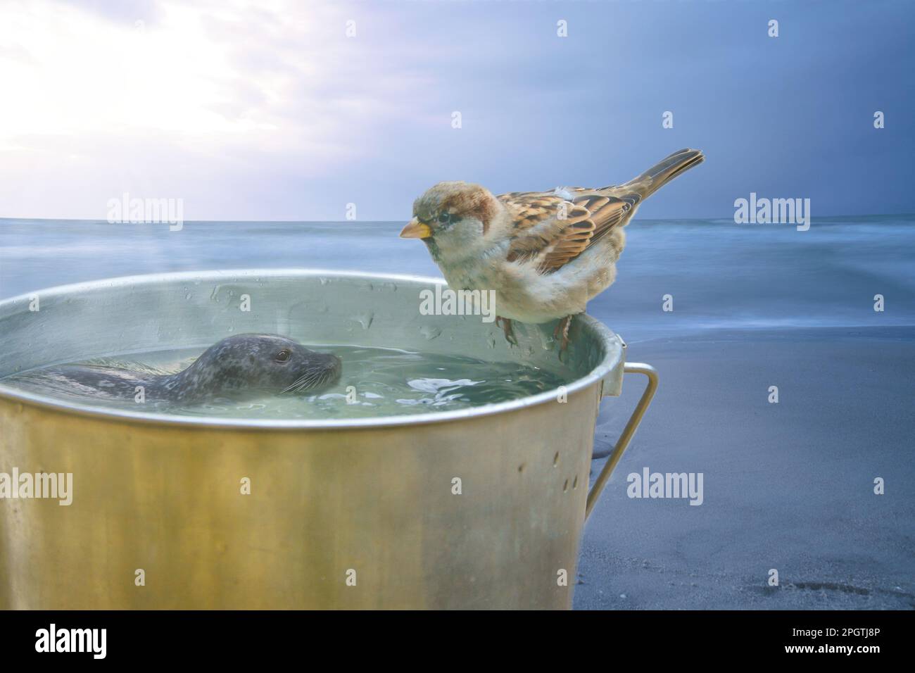 Mit einem Eimer, auf dem ein Sperling und eine Schwimmrobbe sitzen. Das Meer im Hintergrund. Komische Komposition Stockfoto
