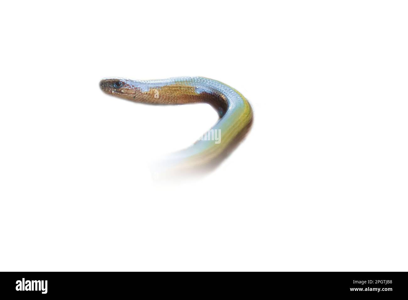 Langsamer Wurm gekürzt. Kopf und Körperteil des Reptils. Tier mit schuppiger Haut. Zur Weiterverarbeitung z. B. für das Kompostieren. Stockfoto