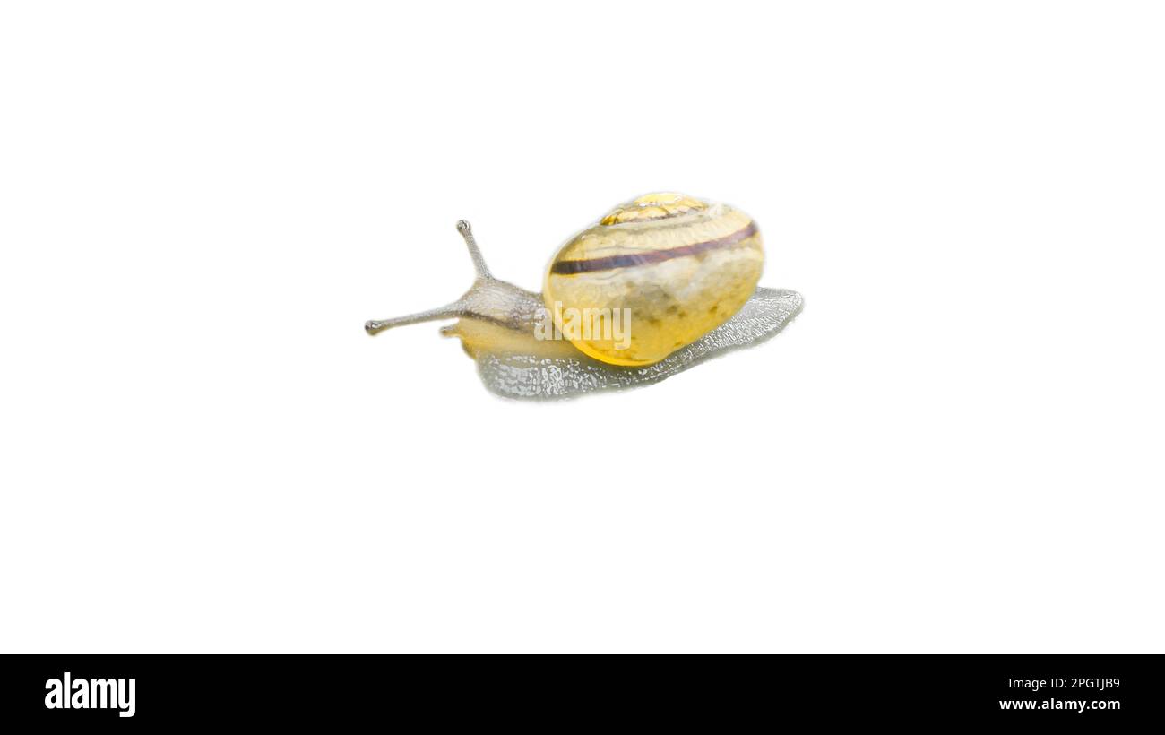 Schnecke mit ausgeschnittener Schneckenschale. Kleine Weichtiere. Schnecke mit Haus, Fuß und Antenne. Zur Weiterverarbeitung z. B. für das Kompostieren. Stockfoto