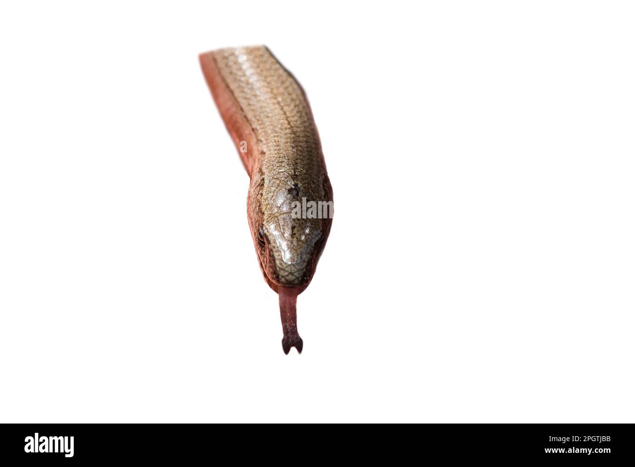 Langsamer Wurm gekürzt. Kopf mit Formverlauf des Reptils. Tier mit schuppiger Haut. Zur Weiterverarbeitung z. B. für das Kompostieren. Stockfoto