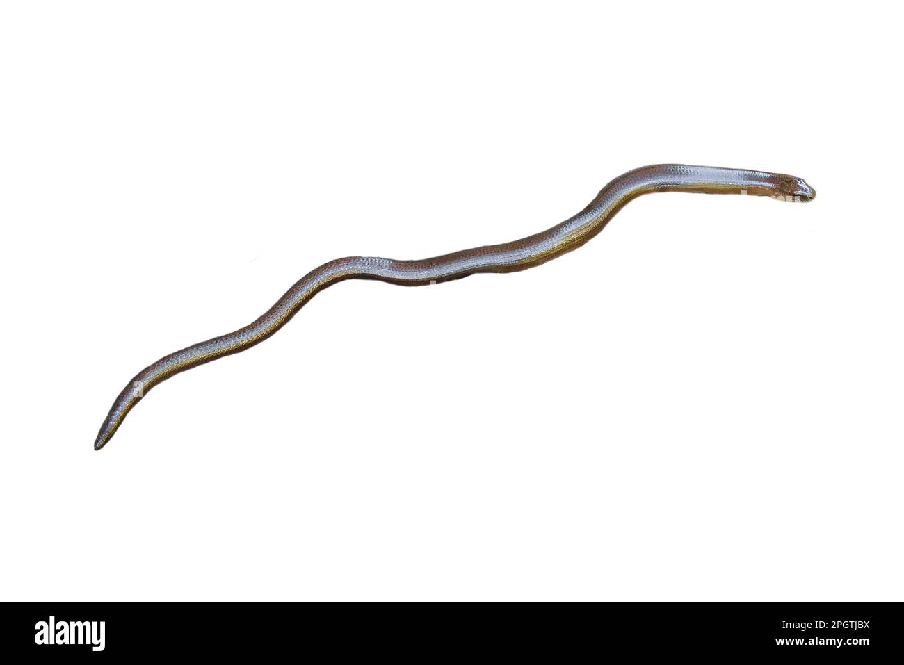 Langsamer Wurm gekürzt. Ganzes Reptil, Tier mit schuppiger Haut. Zur Weiterverarbeitung z. B. für das Kompostieren. Stockfoto