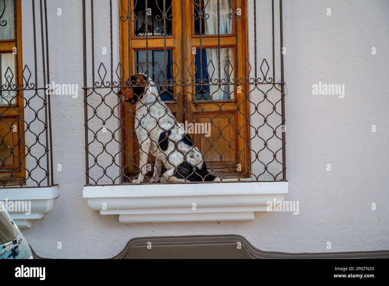 Hund sitzt am Fenster in Antigua Guatemala Stockfoto