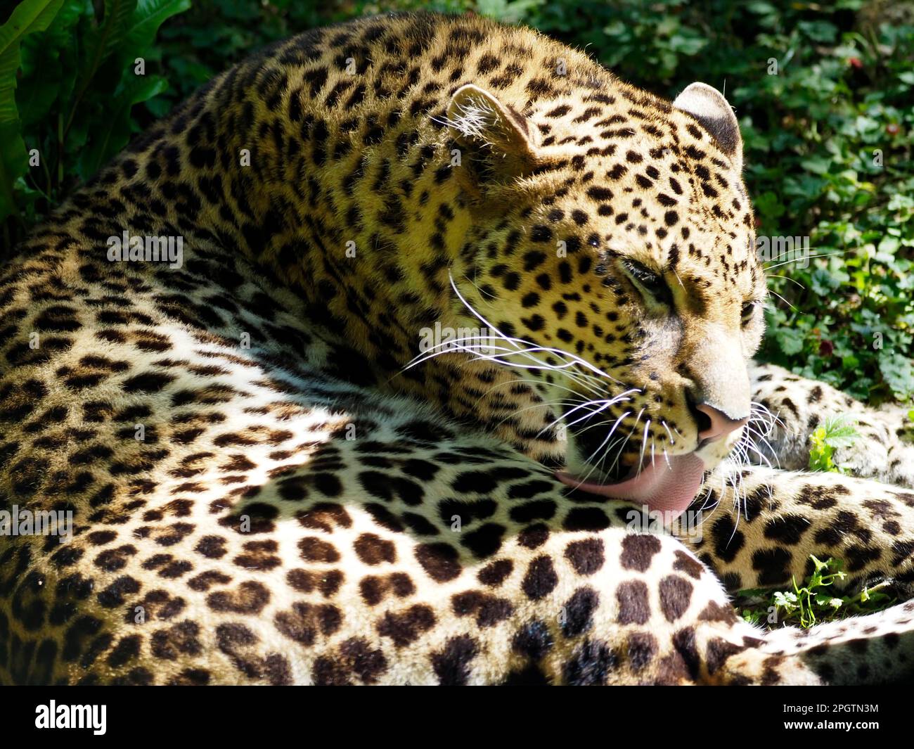 Die Vernichtung eines Javan-Leoparden (Panthera pardus melas), der sein Fell leckt Stockfoto