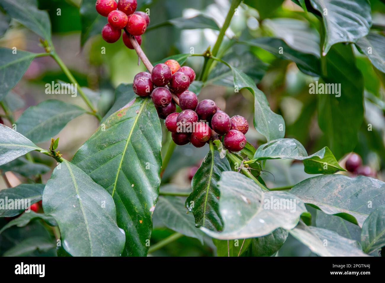 Kaffeebohnen aus Guatemala Stockfoto