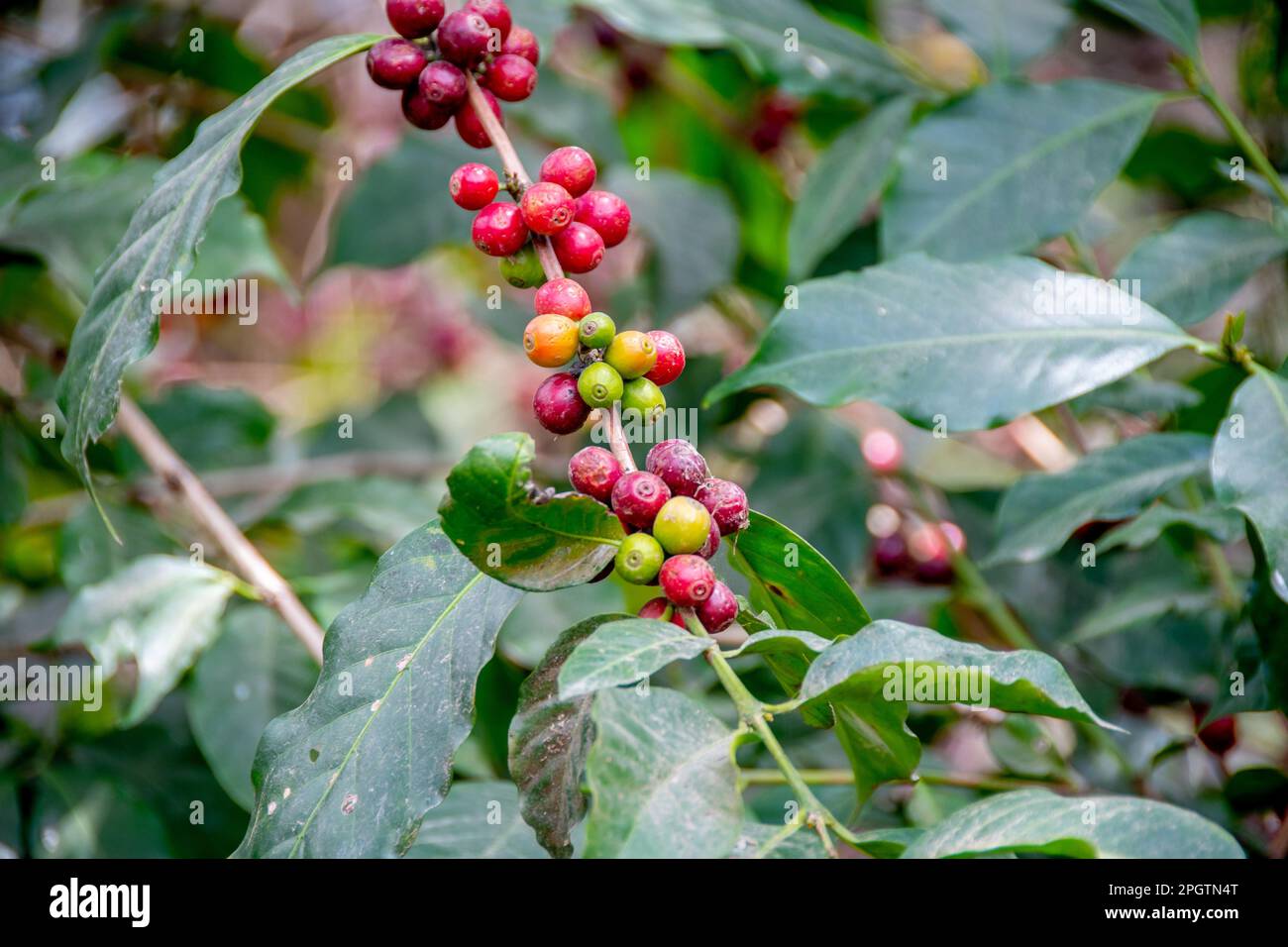 Kaffeebohnen aus Guatemala Stockfoto