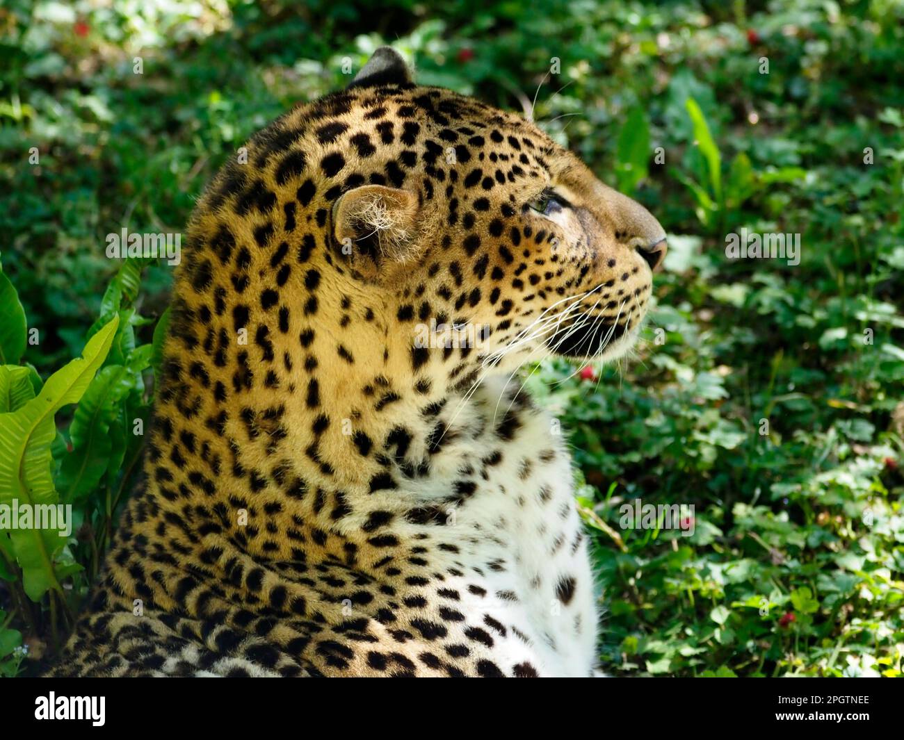 Der Javanleopard (Panthera pardus melas) aus der Sicht des Profils vor dem Hintergrund der Vegetation Stockfoto