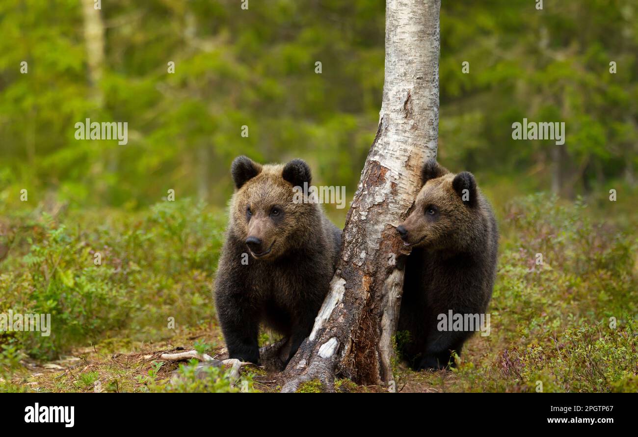 Nahaufnahme eines süßen Eurasischen Braunbärenjungen in einem Wald, Finnland. Stockfoto