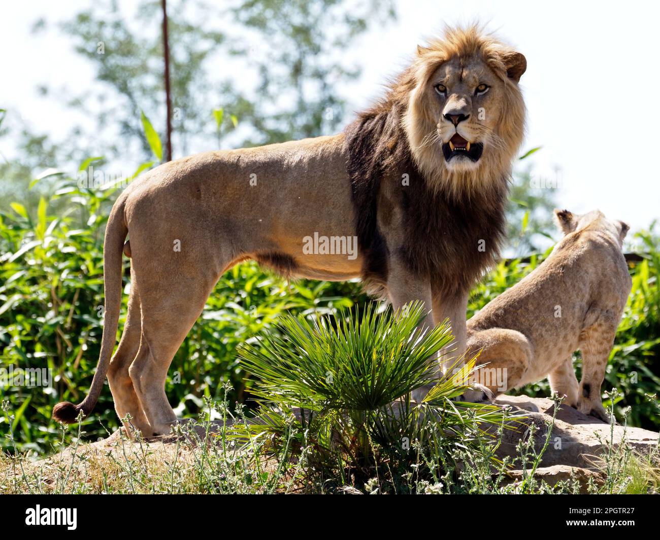 Der Löwe (Panthera leo) mit seinem Löwenjungen steht auf einem Felsen, dem offenen Mund inmitten von Pflanzen Stockfoto