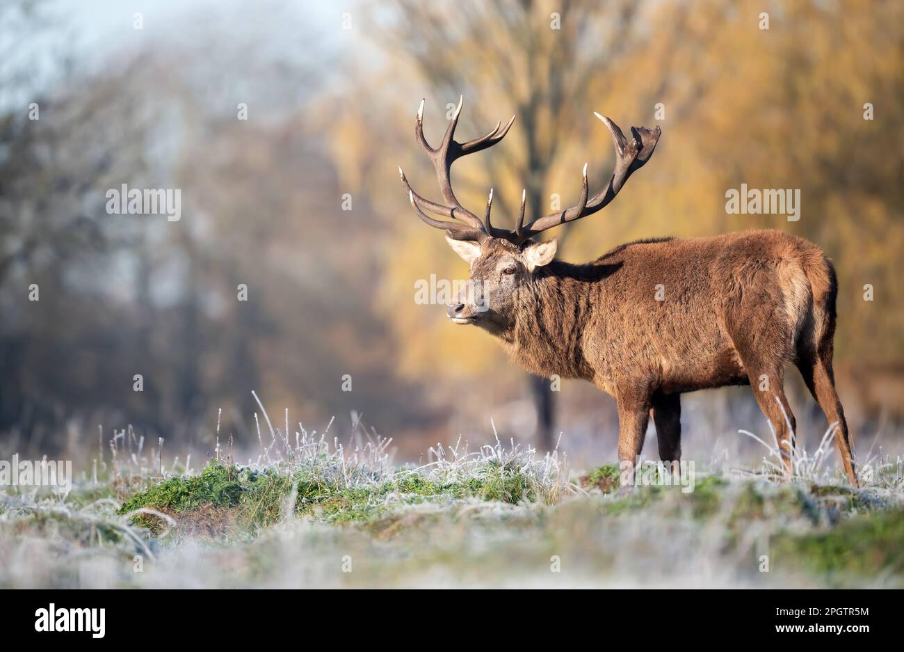 Nahaufnahme eines Rotwild-Hirsches im Winter an einem kalten Morgen, Großbritannien. Stockfoto