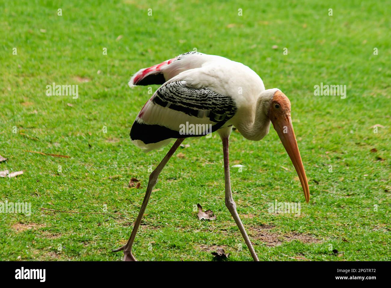 Gemalte Störche gehen auf dem Rasen. Und hat ein einzigartiges rosa Gefieder gemalte Storch (Mycteria leucocephala) Wandern auf dem Rasen. Einzigartiges rosa Gefieder Stockfoto