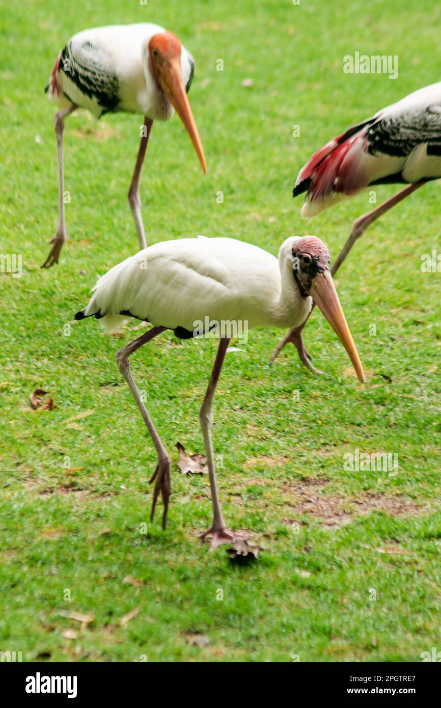 Gemalte Störche gehen auf dem Rasen. Und hat ein einzigartiges rosa Gefieder gemalte Storch (Mycteria leucocephala) Wandern auf dem Rasen. Einzigartiges rosa Gefieder Stockfoto