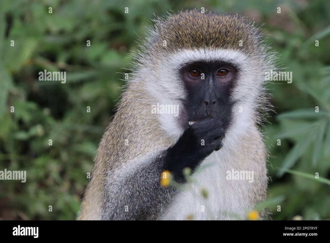 Ein bezaubernder Primat mit einem verlängerten Gesicht und einer schwarzen Nase, der fest an einem Gegenstand in seinen Händen greift Stockfoto