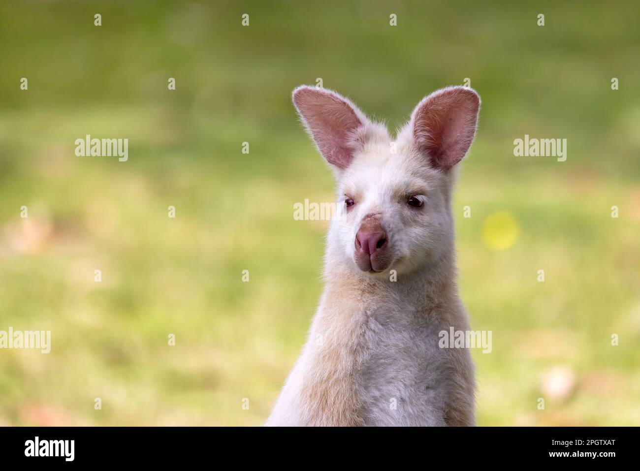 Porträt eines weißen Wallabys, auch bekannt als das Bennetts Wallaby. Diese Tiere sind Albino, aufgrund einer genetischen Mutation, und sind endemisch auf Bruny Isl Stockfoto