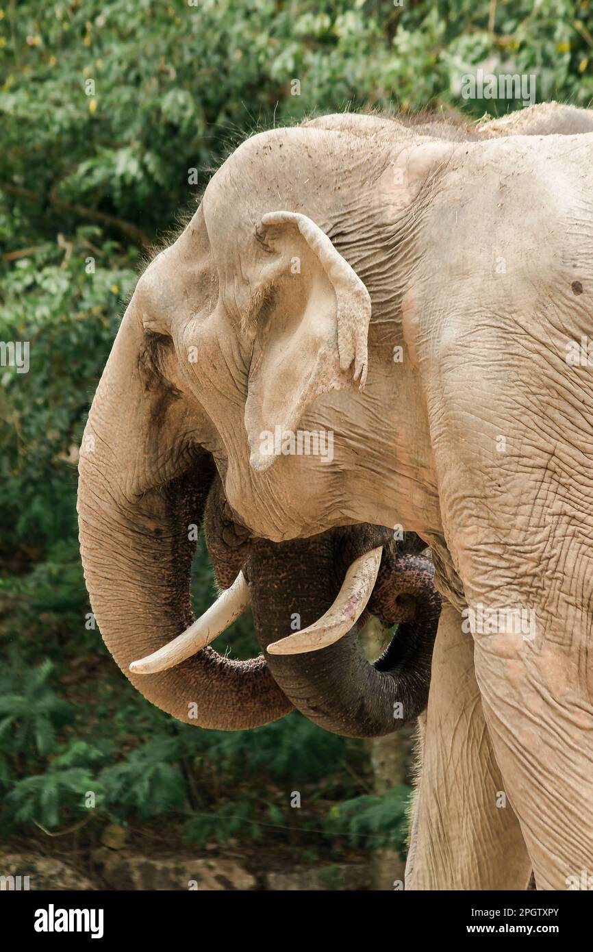 Asiatischer Elefant im Zoo der asiatische Elefant ist das größte Landtier Asiens. Stockfoto