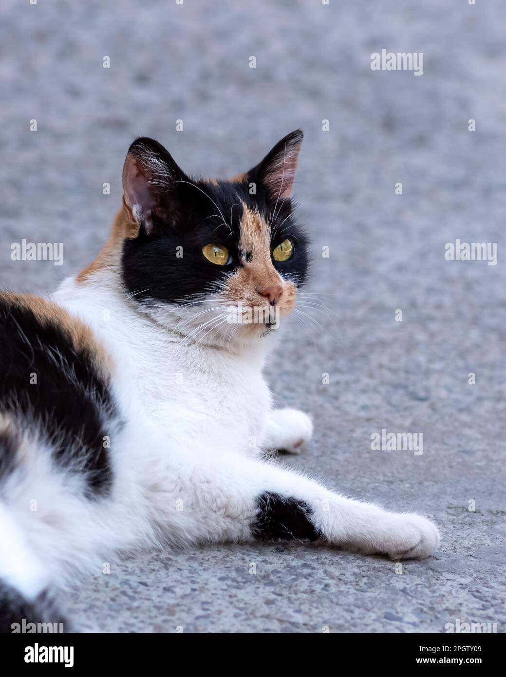 Weibliche streunende Katze, die in die Kamera schaut, Katzenkopf-Bild Stockfoto