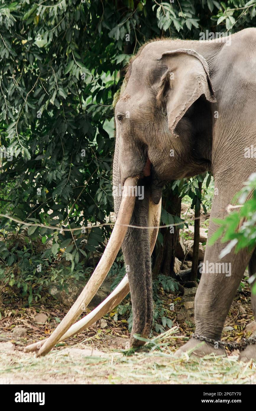Asiatischer Elefant Männlich mit langen Stoßzähnen , die Gabeln sind Reißzähne, die entwickelt wurden, um größer zu sein, können als Waffen und Druckmittel verwendet werden. Stockfoto