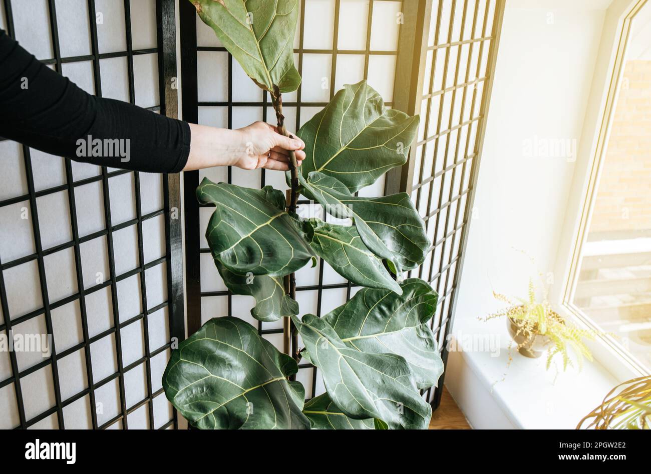 Pflanze eine Liebhaberin, die den Stamm der Fiedelblätter (Ficus lyrata) schüttelt, damit sie in Innenräumen stärker wird. Schütteln imitiert den Wind. Stockfoto