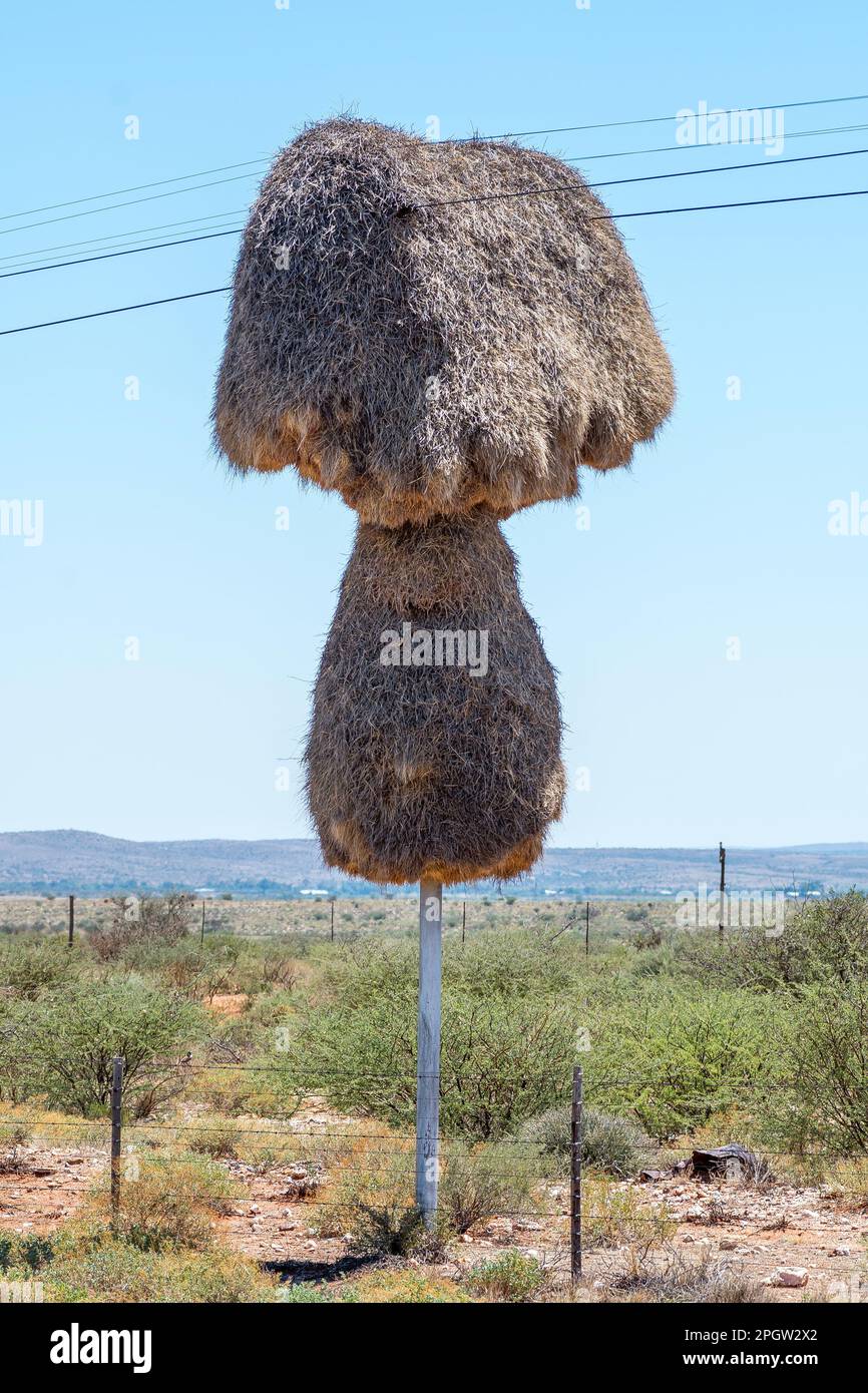 Ein gemeinschaftliches Vogelnest, das an einem Telefonmast zwischen Groblershoop und Upington in der nördlichen Kap-Provinz Südafrikas gebaut wurde Stockfoto