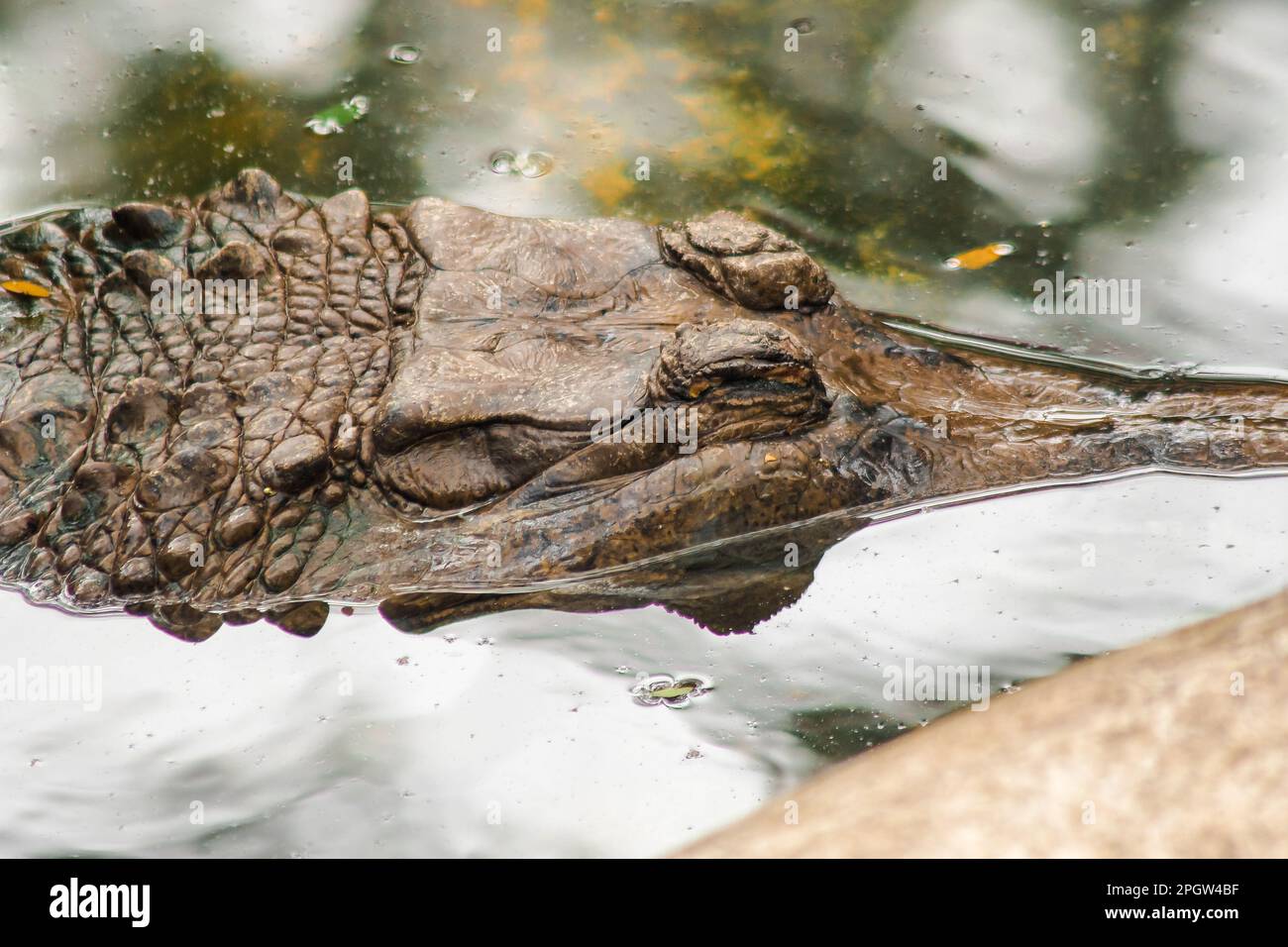 Der falsche Gharial-Header steht unter Wasser. Falsches Gharial der Körper ist rötlich-braun mit dunkelbraunem Muster. Sein Mund ist schlank, lang wie ein fischmou Stockfoto